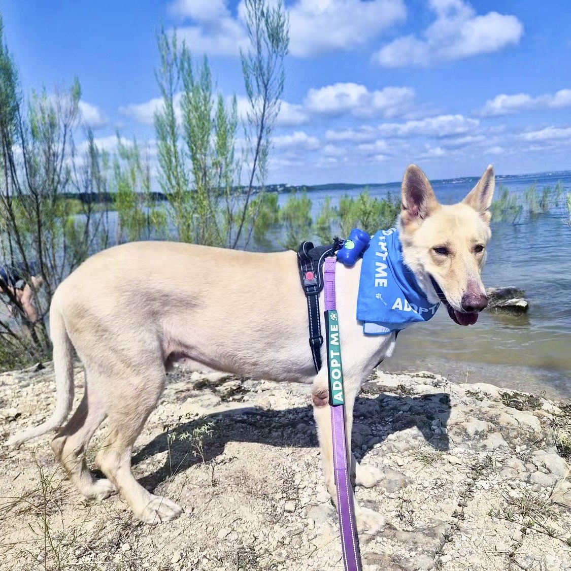 Lucky, a Adoptable German Shepherd Dog in Southport, CT image 4/6