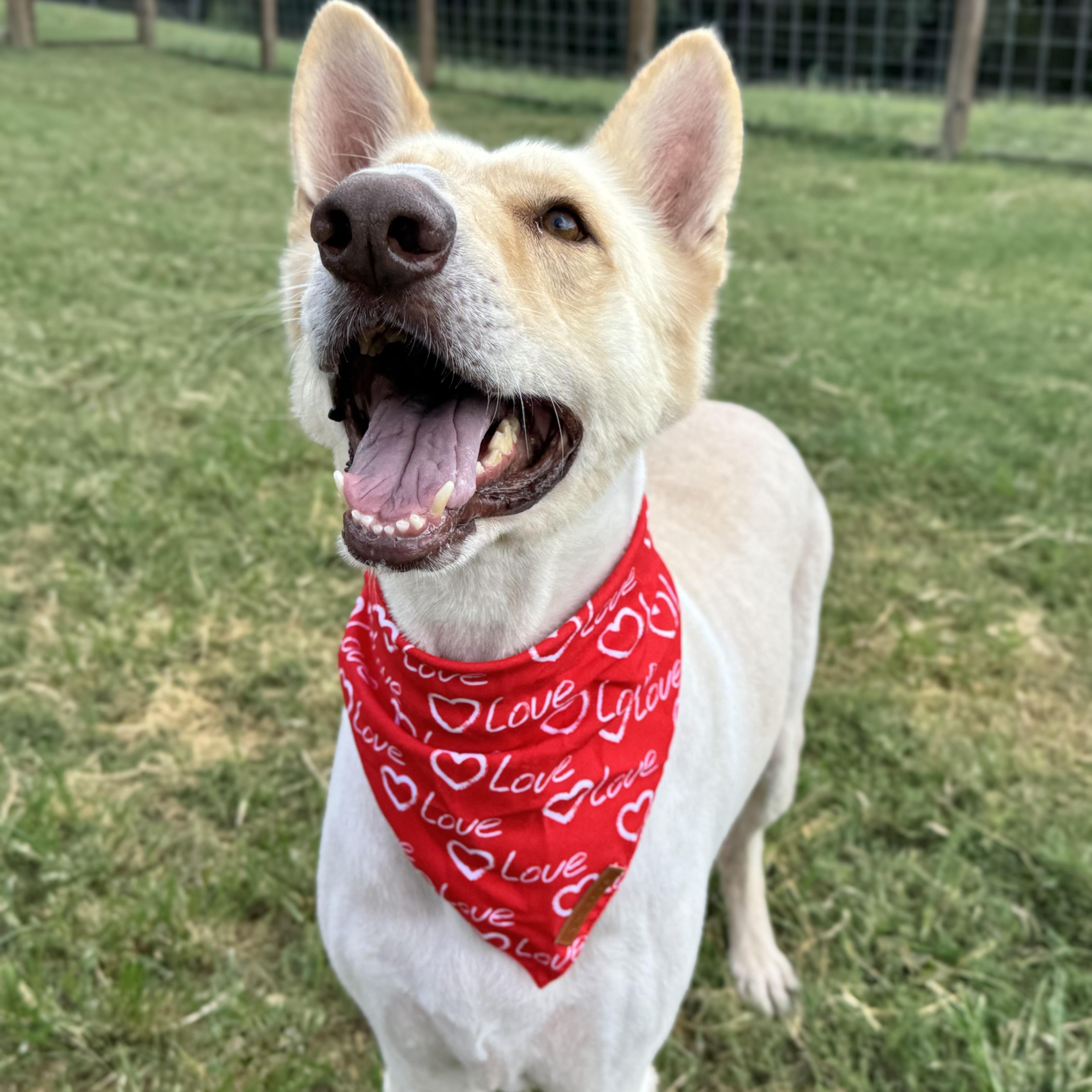 Lucky, a Adoptable German Shepherd Dog in Southport, CT image 1/6