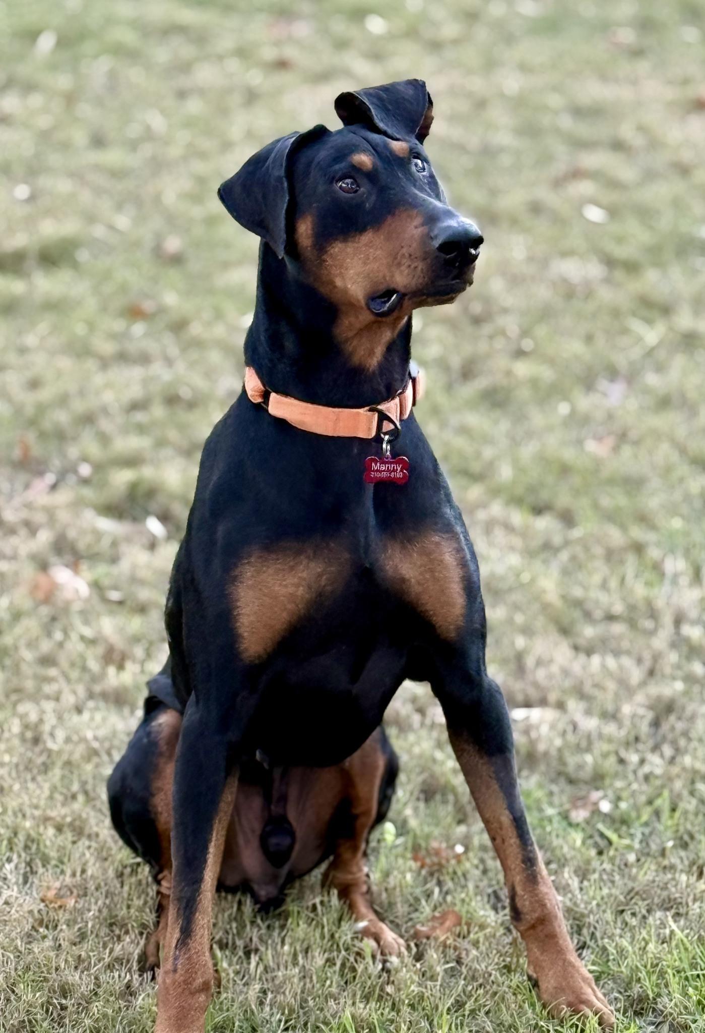 Manny, ADOPTABLE, Young Male Doberman Pinscher.