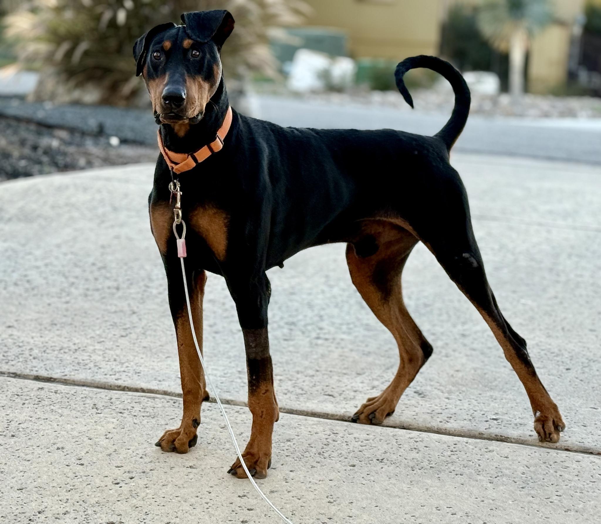 Enlarge Manny, a ADOPTABLE Doberman Pinscher in Benbrook, TX image 2/3