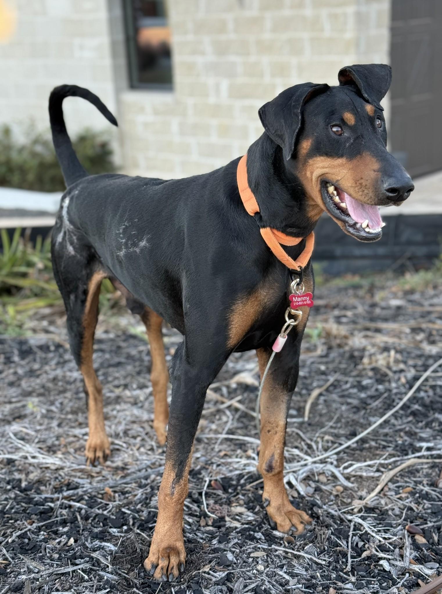 Enlarge Manny, a ADOPTABLE Doberman Pinscher in Benbrook, TX image 3/3