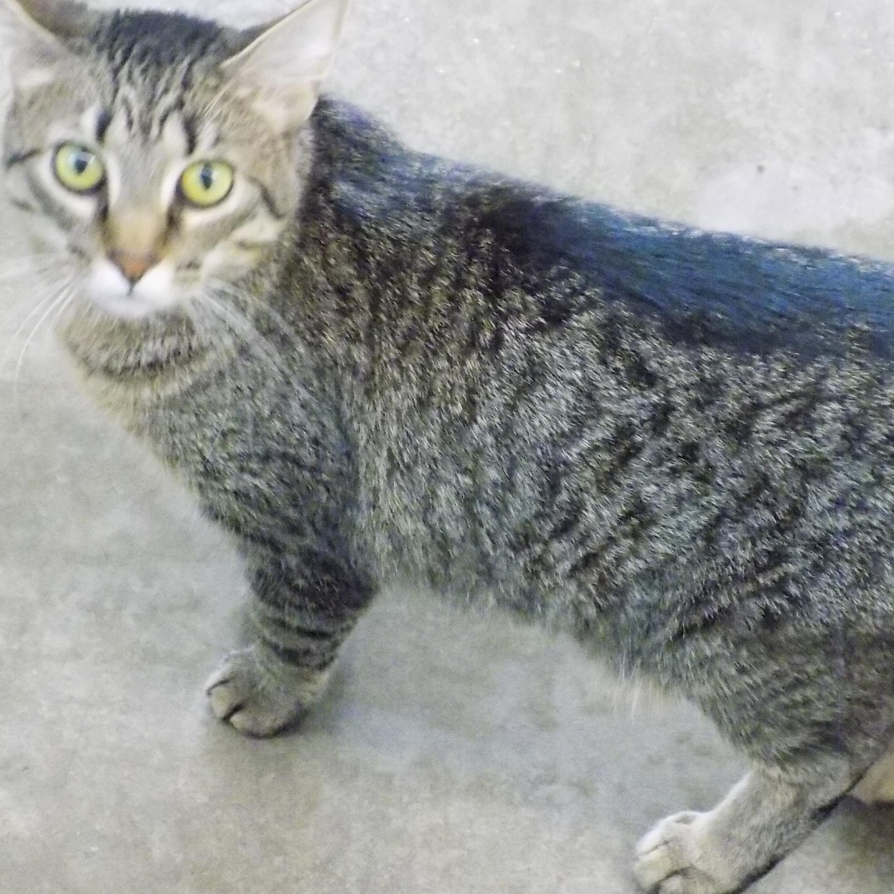 Russell, ADOPTABLE, Young Male Domestic Short Hair.