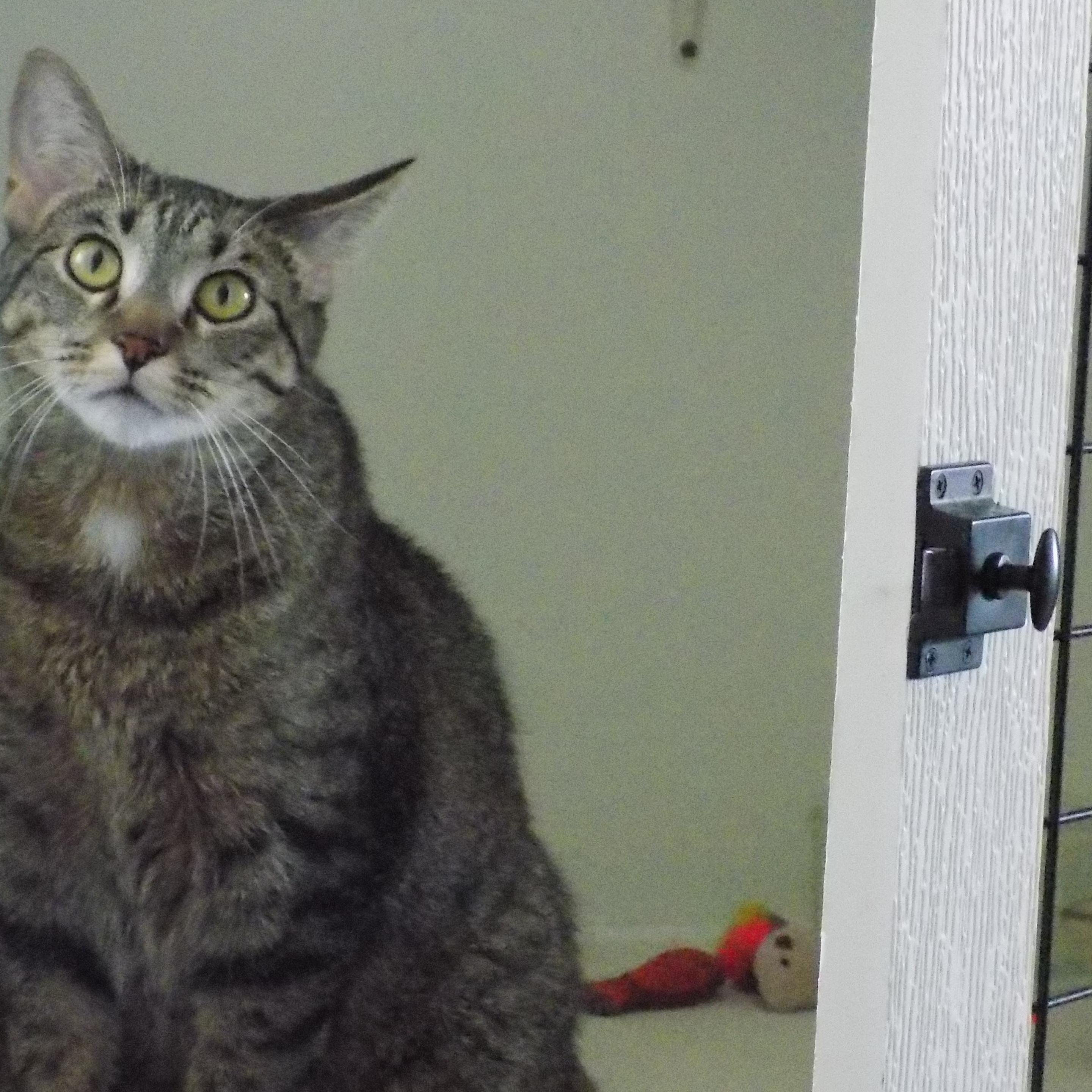 Enlarge Russell, a ADOPTABLE Domestic Short Hair in Savanna, IL image 2/2