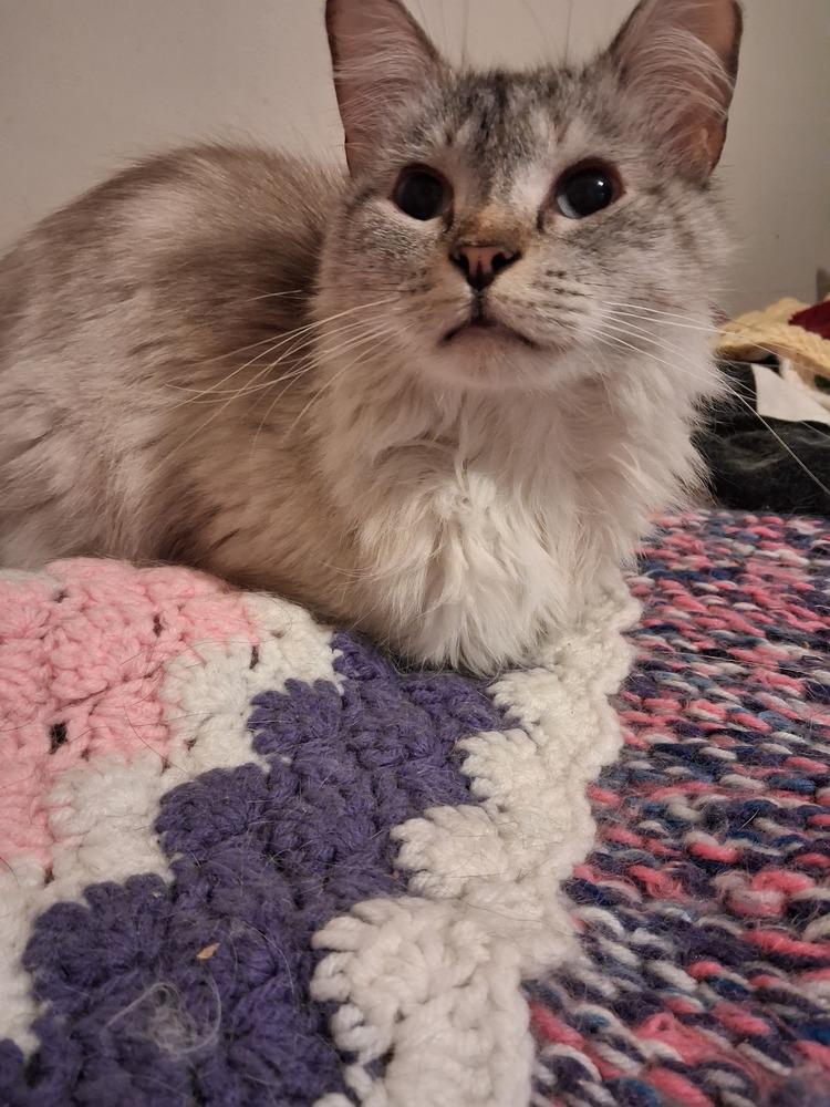 Zarina, Adoptable, Adult Female Siamese & Domestic Long Hair.