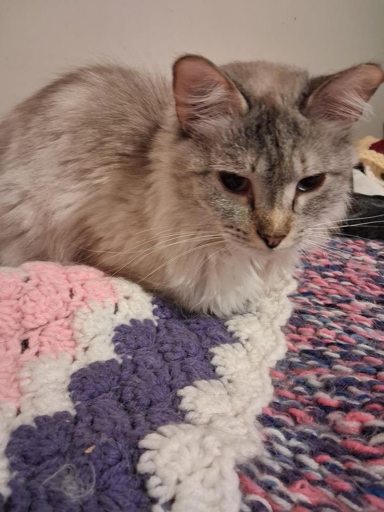 Enlarge Zarina, a Adoptable mixed breed in Wheaton, IL image 3/3