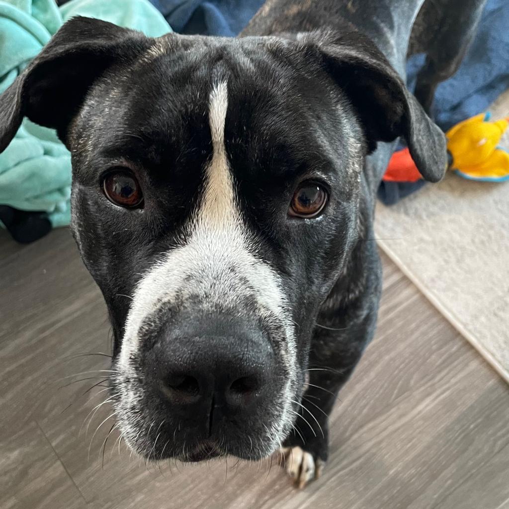 Dutchess, a Adoptable Terrier in St. Louis, MO image 1/6