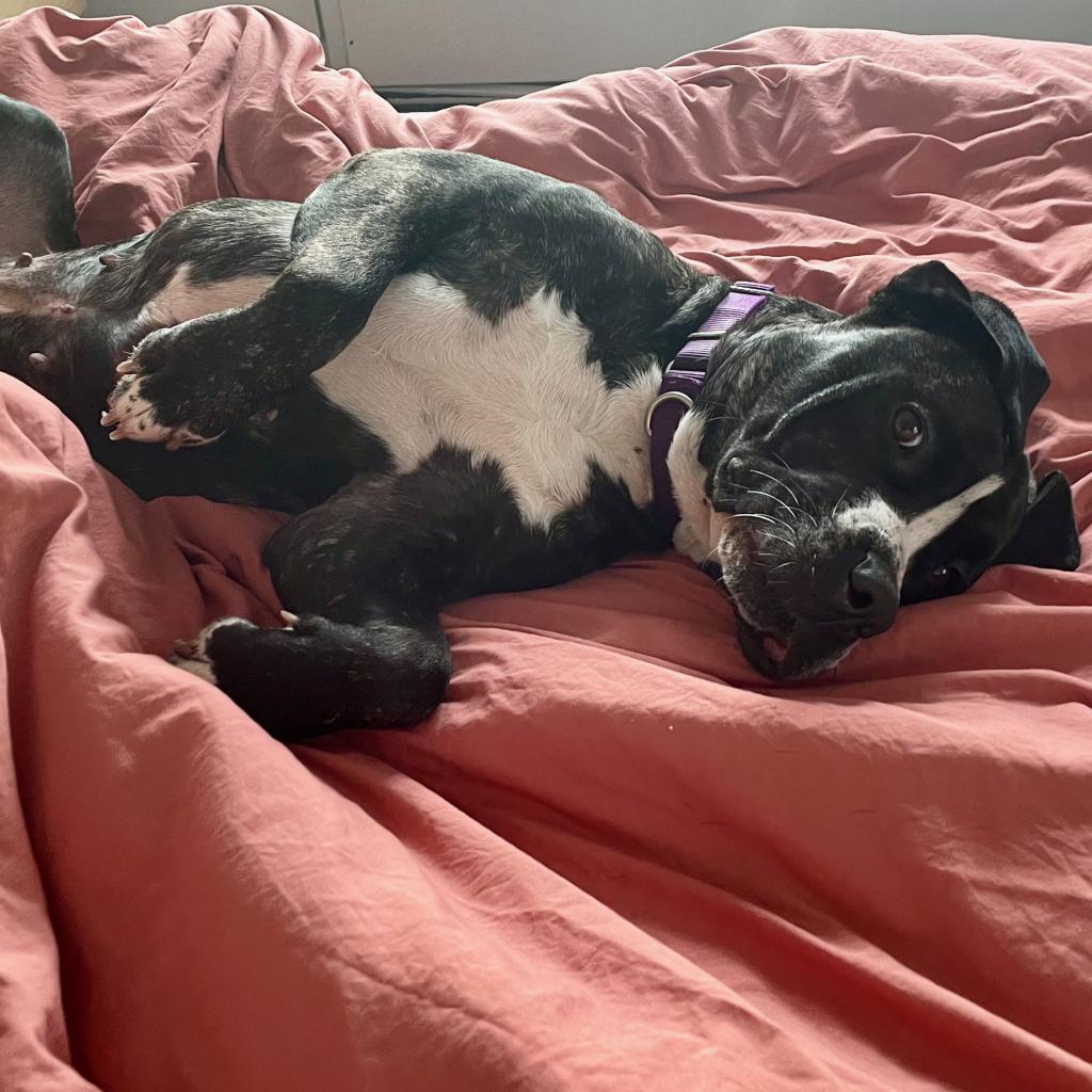 Dutchess, a Adoptable Terrier in St. Louis, MO image 2/6