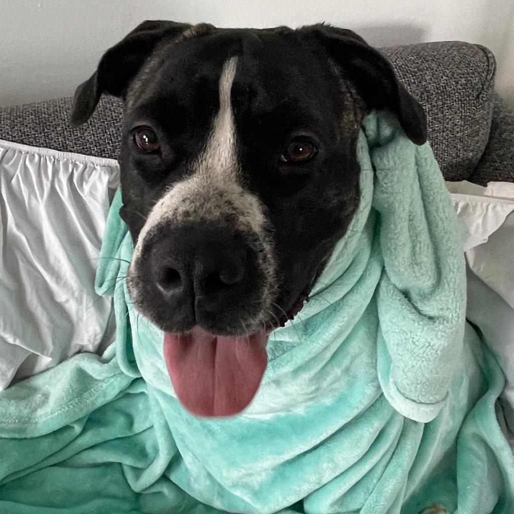 Dutchess, a Adoptable Terrier in St. Louis, MO image 3/6