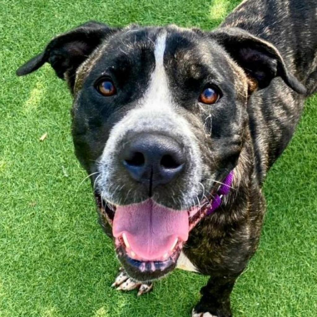 Dutchess, a Adoptable Terrier in St. Louis, MO image 4/6