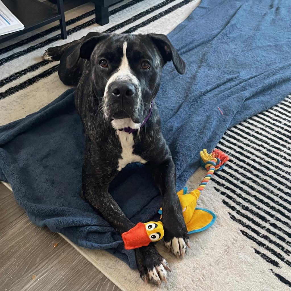 Dutchess, a Adoptable Terrier in St. Louis, MO image 5/6