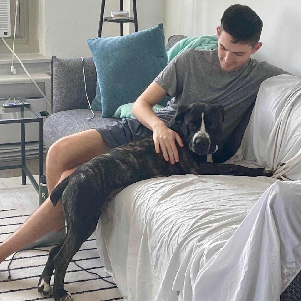 Dutchess, a Adoptable Terrier in St. Louis, MO image 6/6