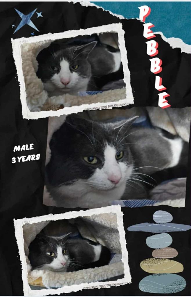 Pebble, Adoptable, Adult Male Domestic Short Hair.