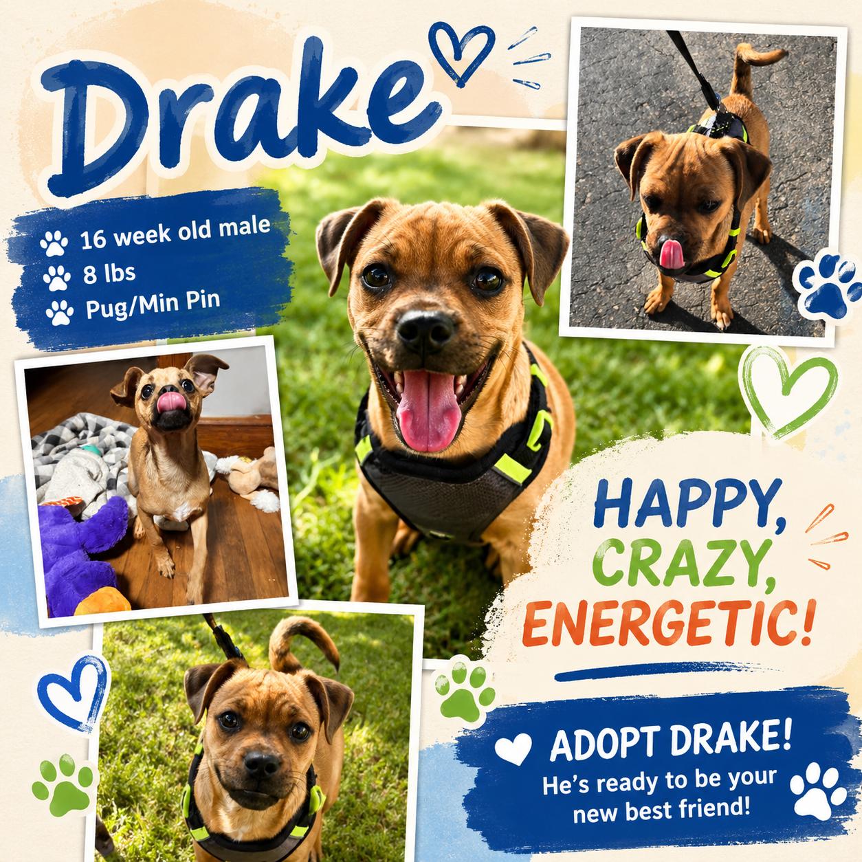 Enlarge Drake, a ADOPTABLE mixed breed in Pawcatuck , CT image 1/1
