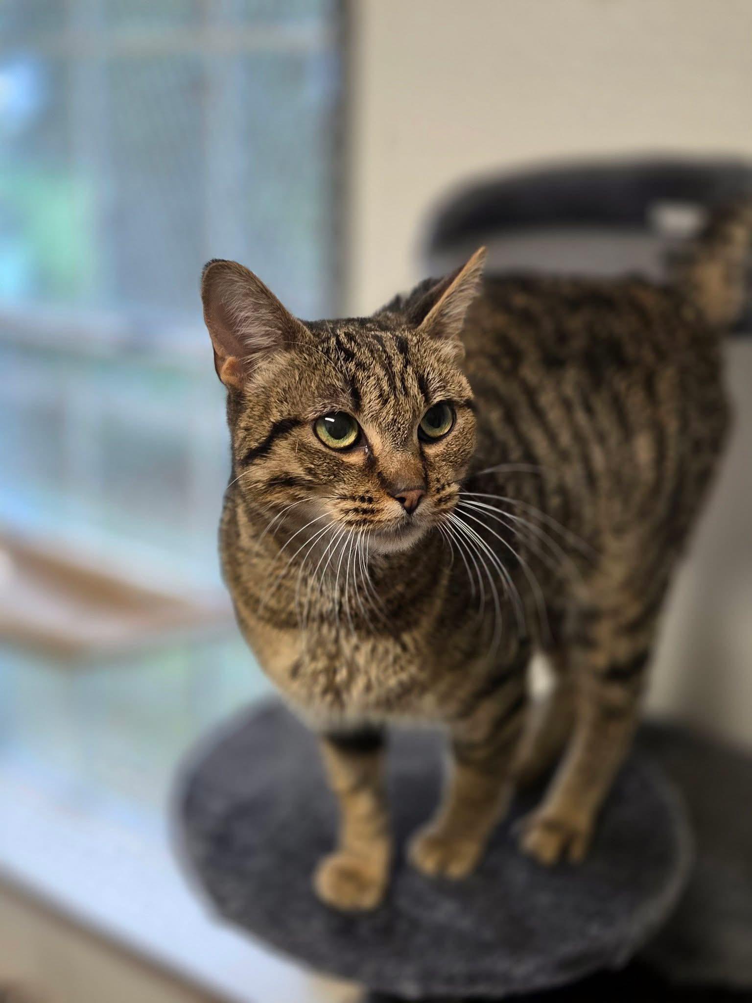 Noel, Adoptable, Adult Female Tabby.