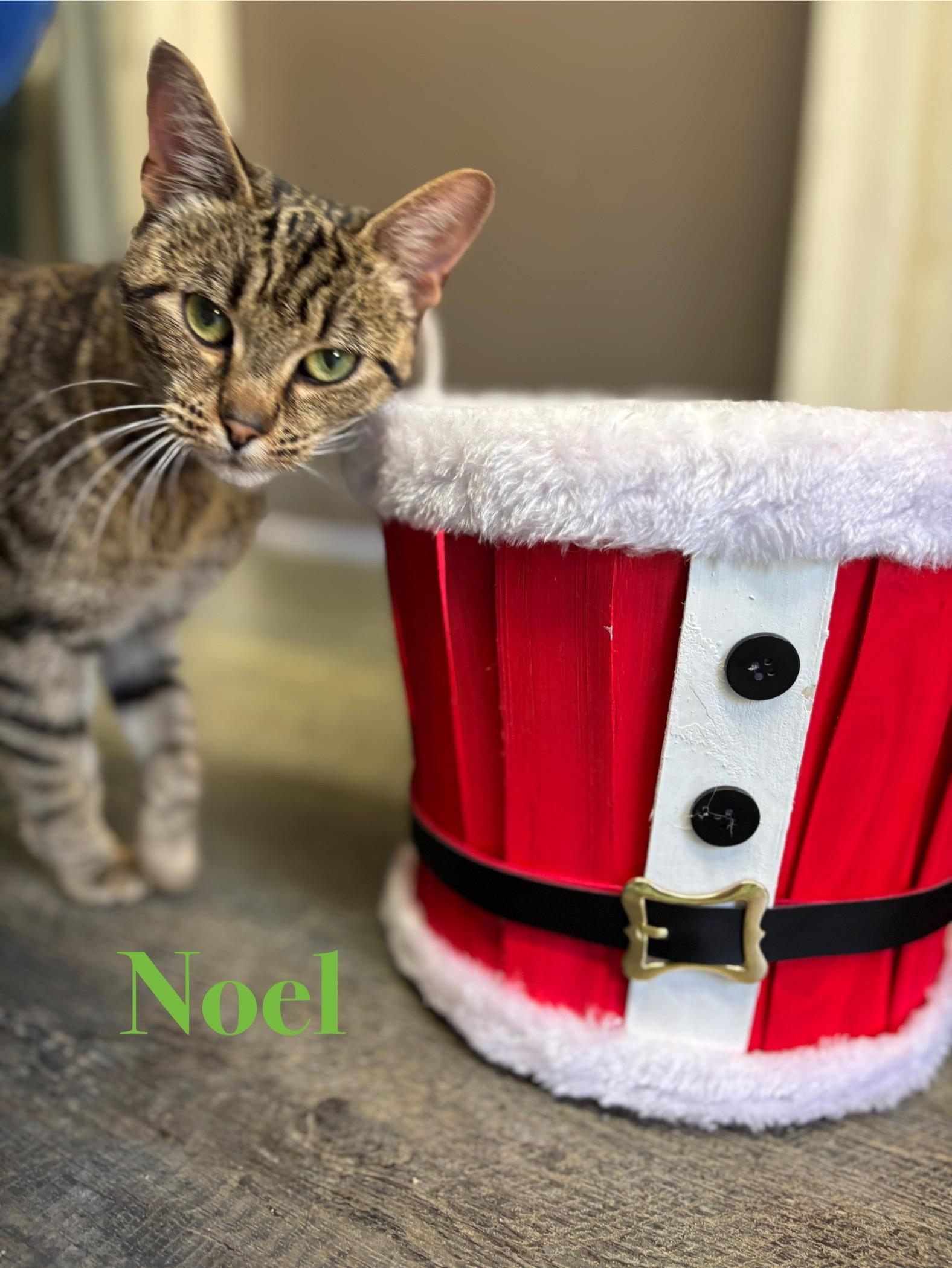 Noel, a Adoptable Tabby in Crescent City, CA image 2/2