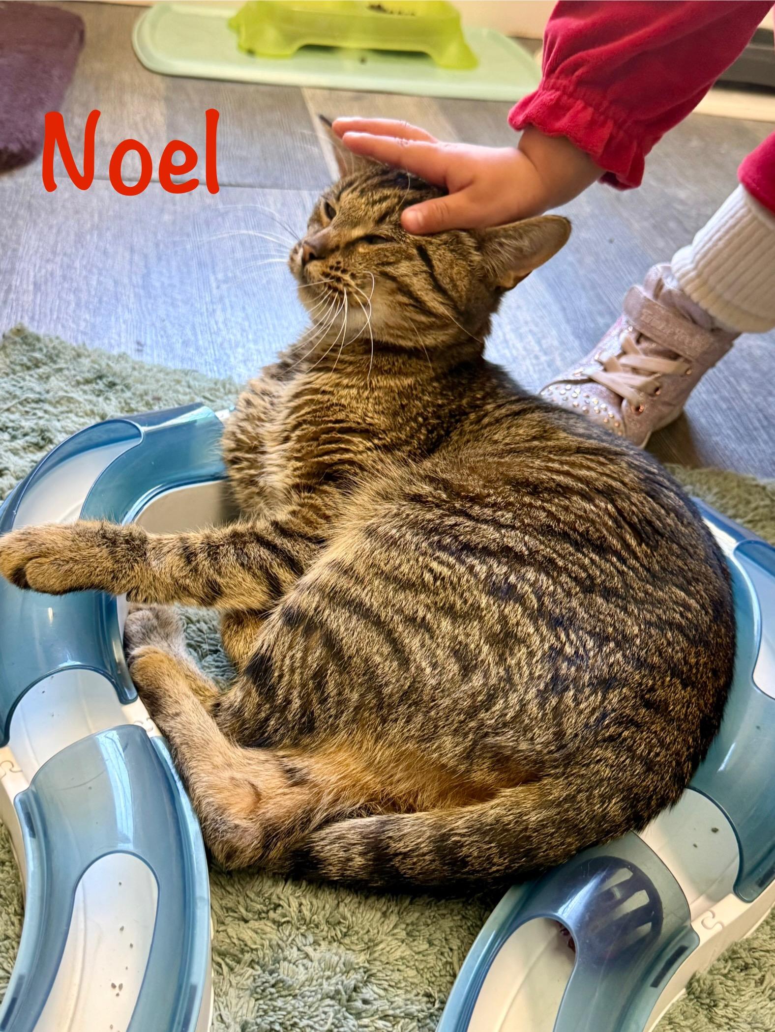 Enlarge Noel, an adopted Tabby in Crescent City, CA image 3/3