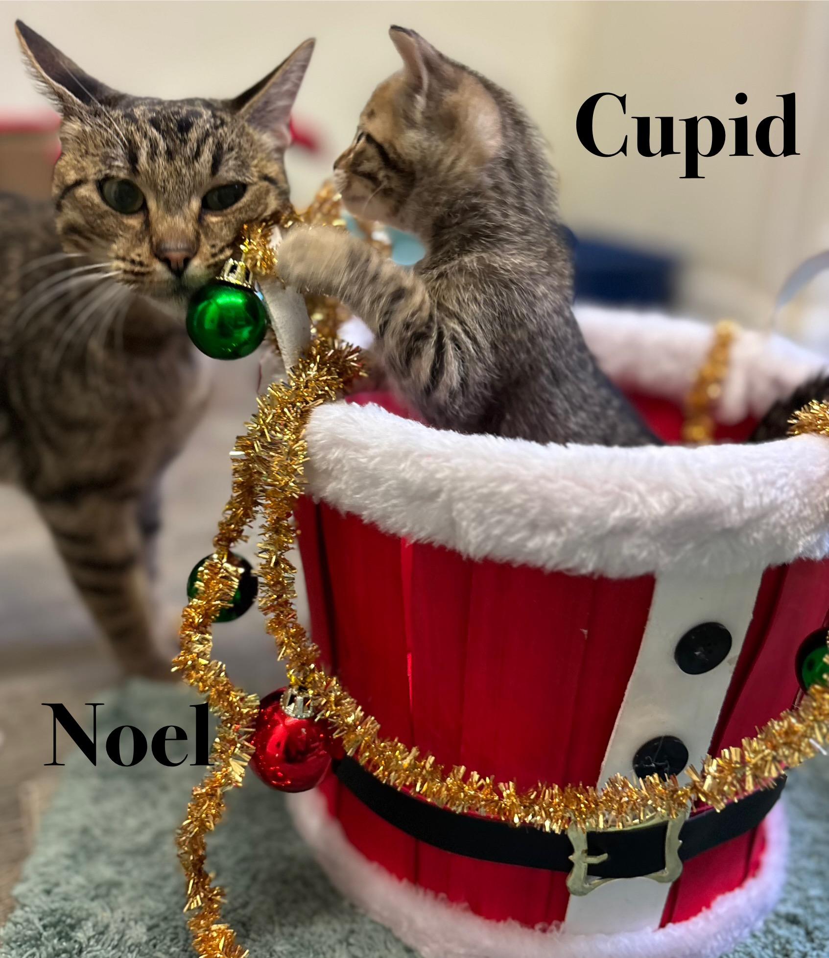 Noel, a Adoptable Tabby in Crescent City, CA image 1/2