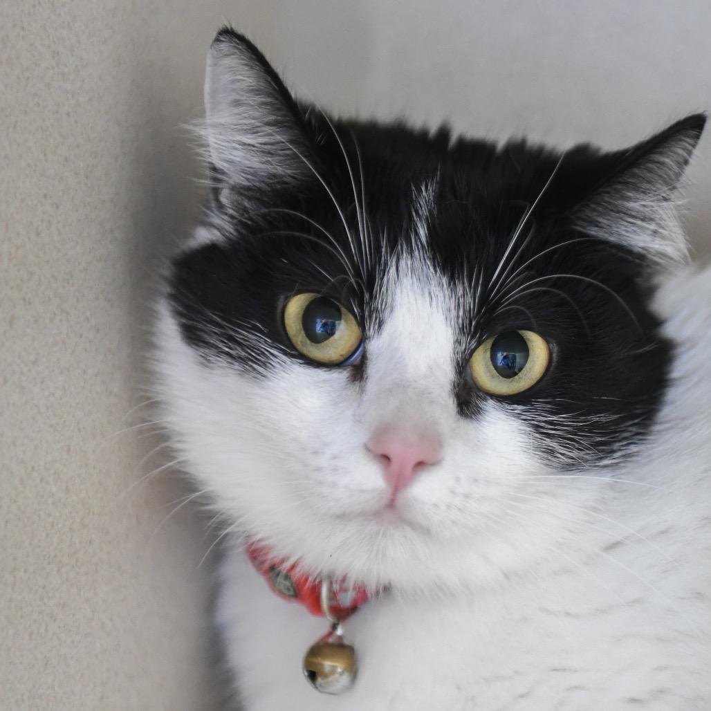 Pepper, Adoptable, Young Female Domestic Short Hair.