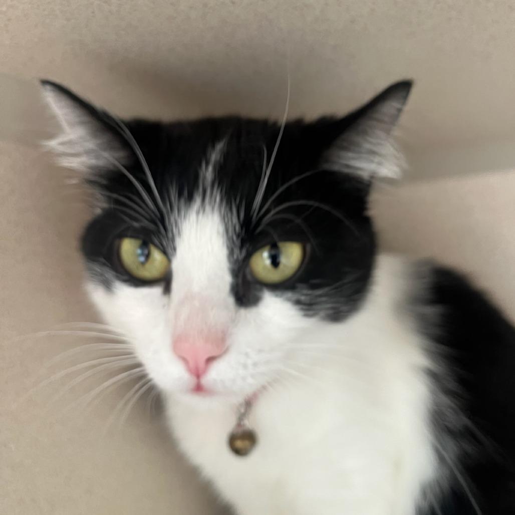 Enlarge Pepper, a Adoptable Domestic Short Hair in Redwood City, CA image 2/4