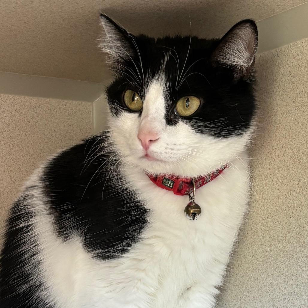 Enlarge Pepper, a Adoptable Domestic Short Hair in Redwood City, CA image 3/4