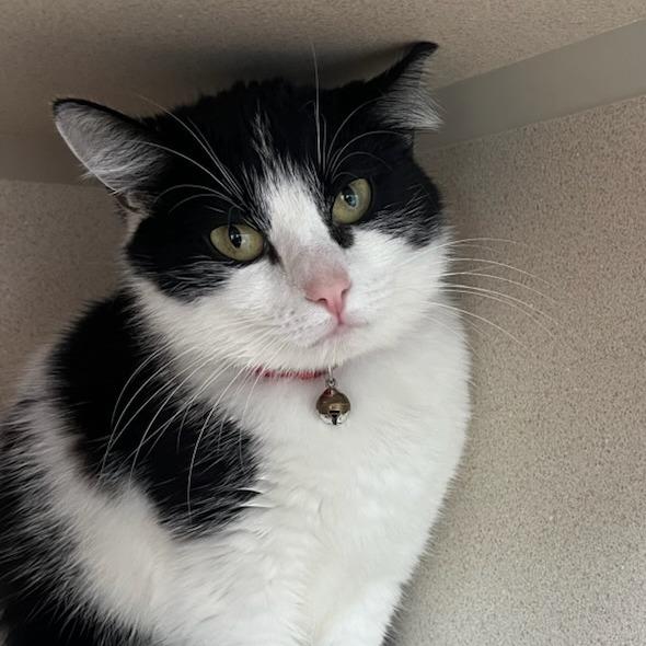 Enlarge Pepper, a Adoptable Domestic Short Hair in Redwood City, CA image 4/4