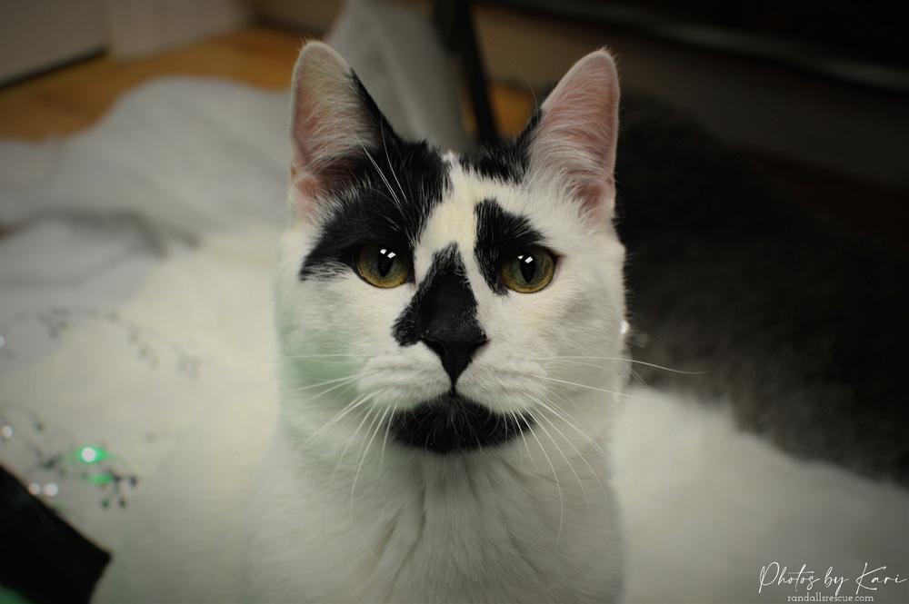 Lord Country Club, Adoptable, Young Male Domestic Short Hair.