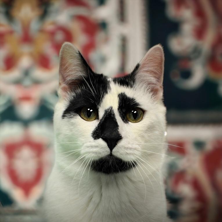 Lord Country Club, a Adoptable Domestic Short Hair in Mount Laurel, NJ image 2/6