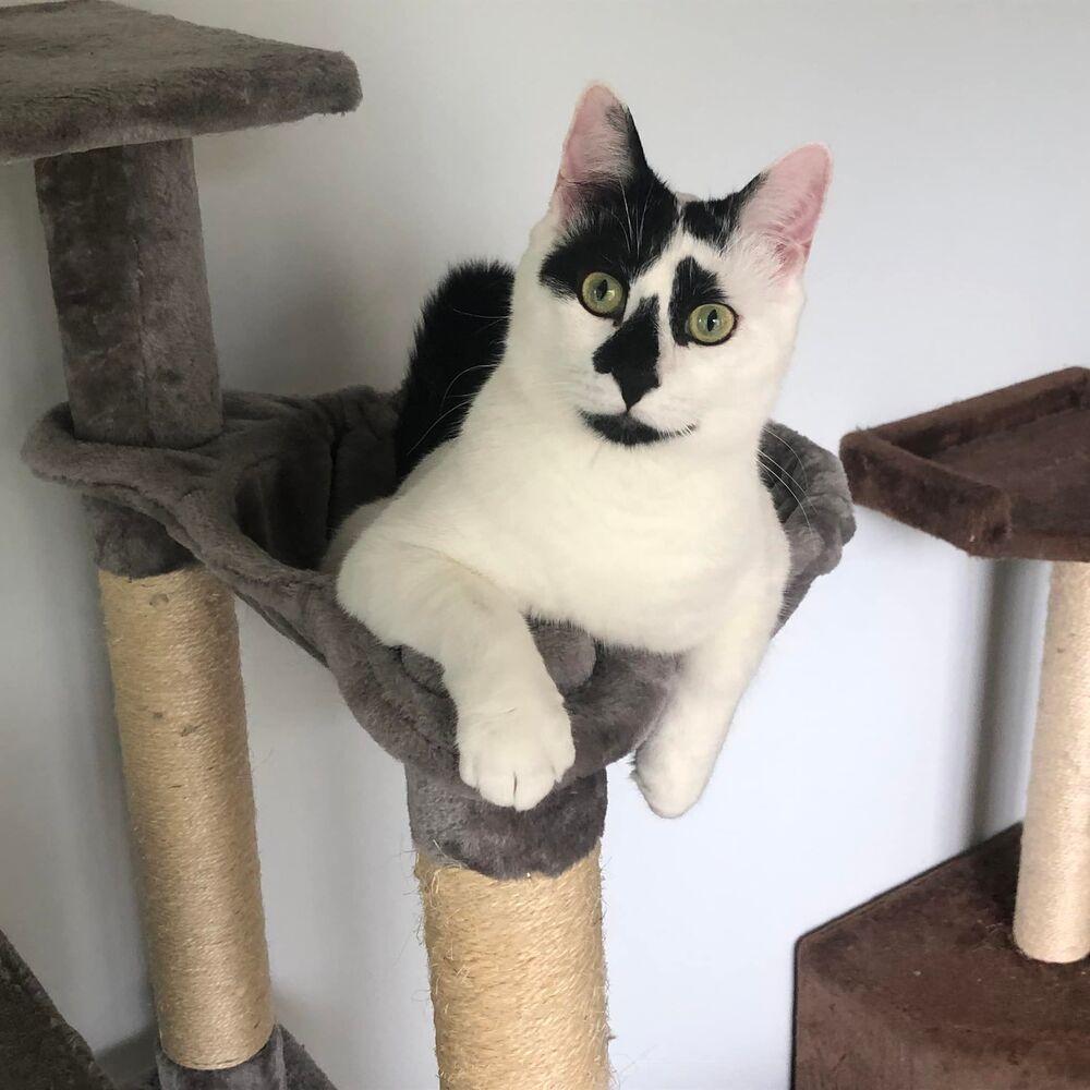 Lord Country Club, a Adoptable Domestic Short Hair in Mount Laurel, NJ image 3/6