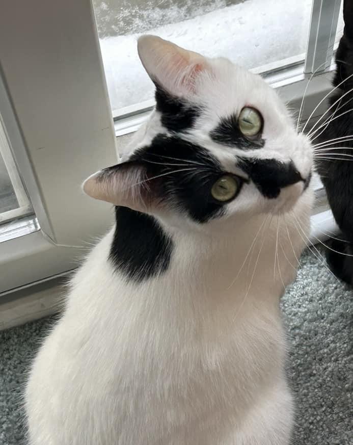 Lord Country Club, a Adoptable Domestic Short Hair in Mount Laurel, NJ image 4/6