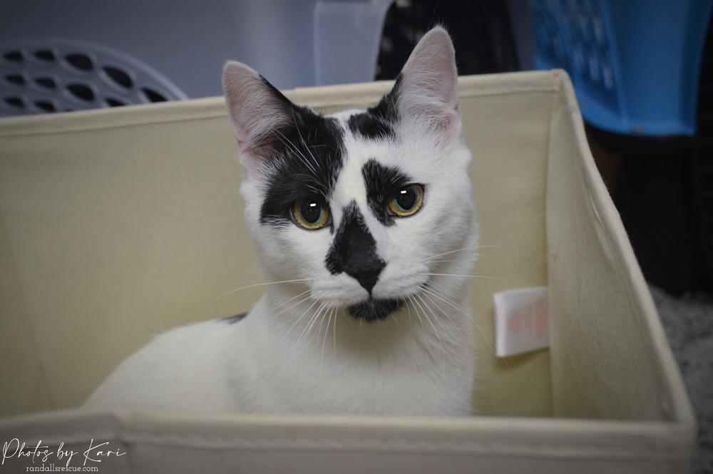 Lord Country Club, a Adoptable Domestic Short Hair in Mount Laurel, NJ image 6/6