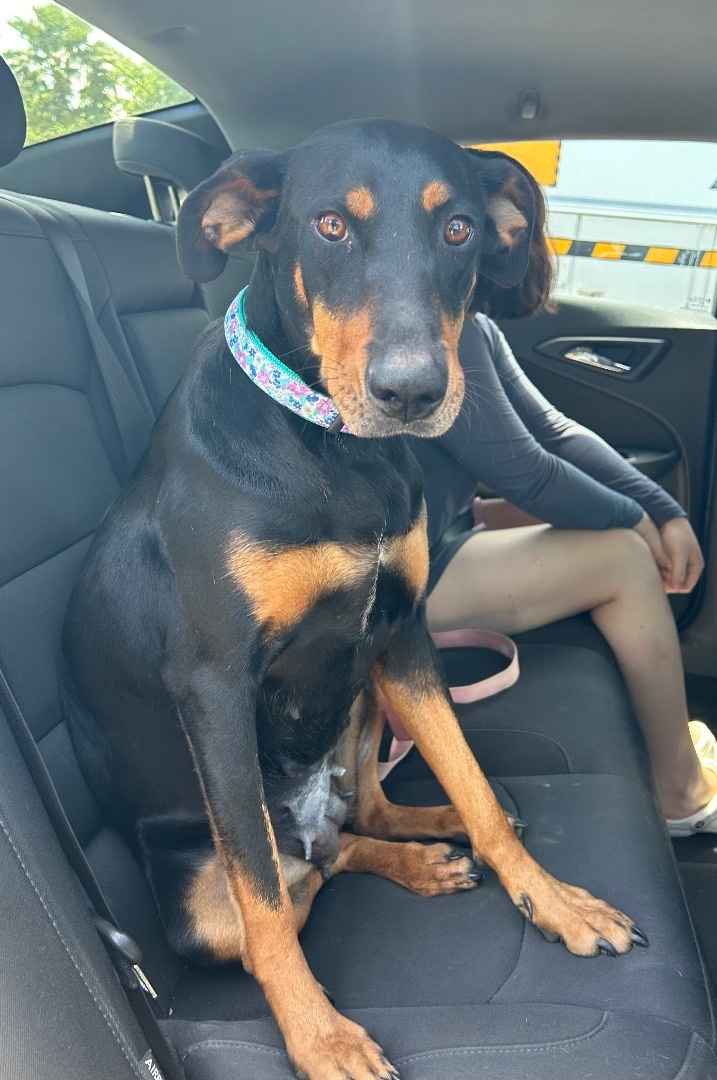 Enlarge Cherry, a Adoptable mixed breed in Harlingen, TX image 2/5