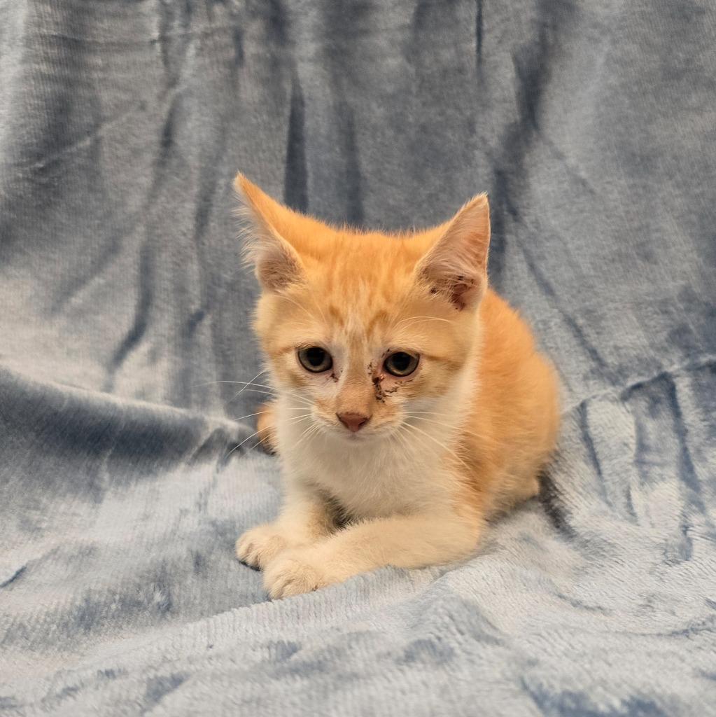 Enlarge Andy, a Adoptable mixed breed in Murphysboro, IL image 1/3