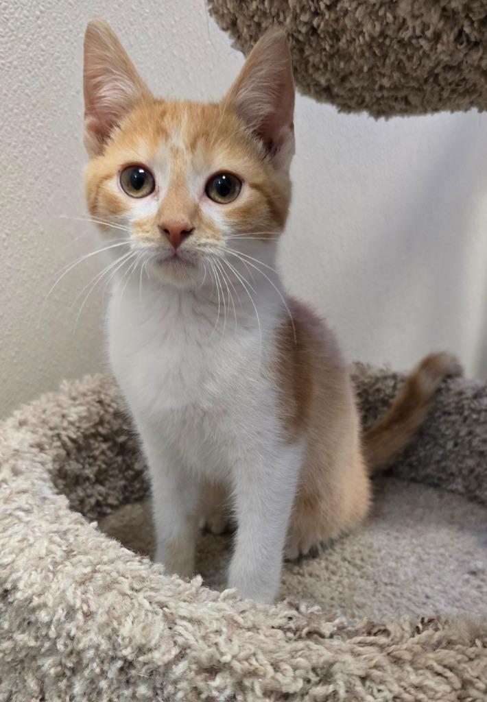 Enlarge Andy, a Adoptable mixed breed in Murphysboro, IL image 3/3