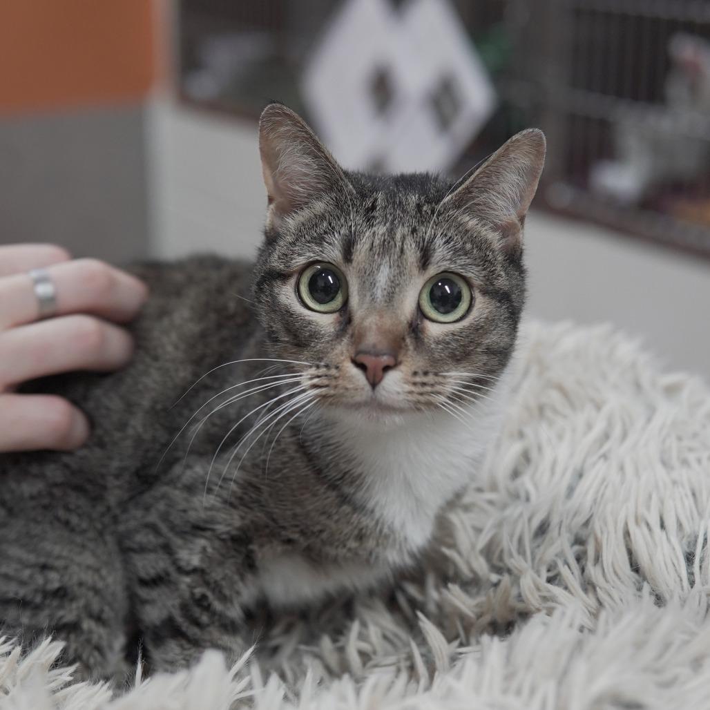 Enlarge Pepper, a Adoptable Domestic Short Hair in Gainesville, GA image 1/2