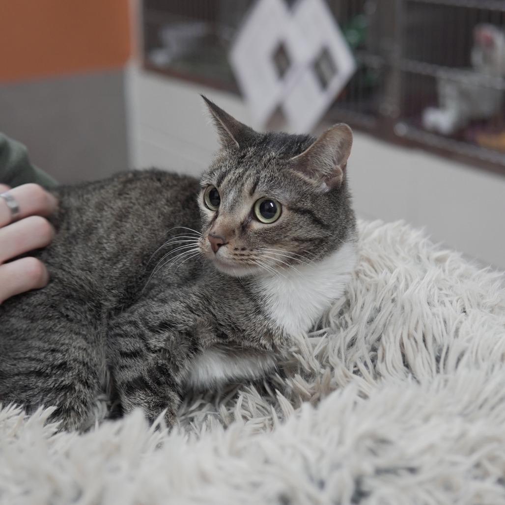 Enlarge Pepper, a Adoptable Domestic Short Hair in Gainesville, GA image 2/2