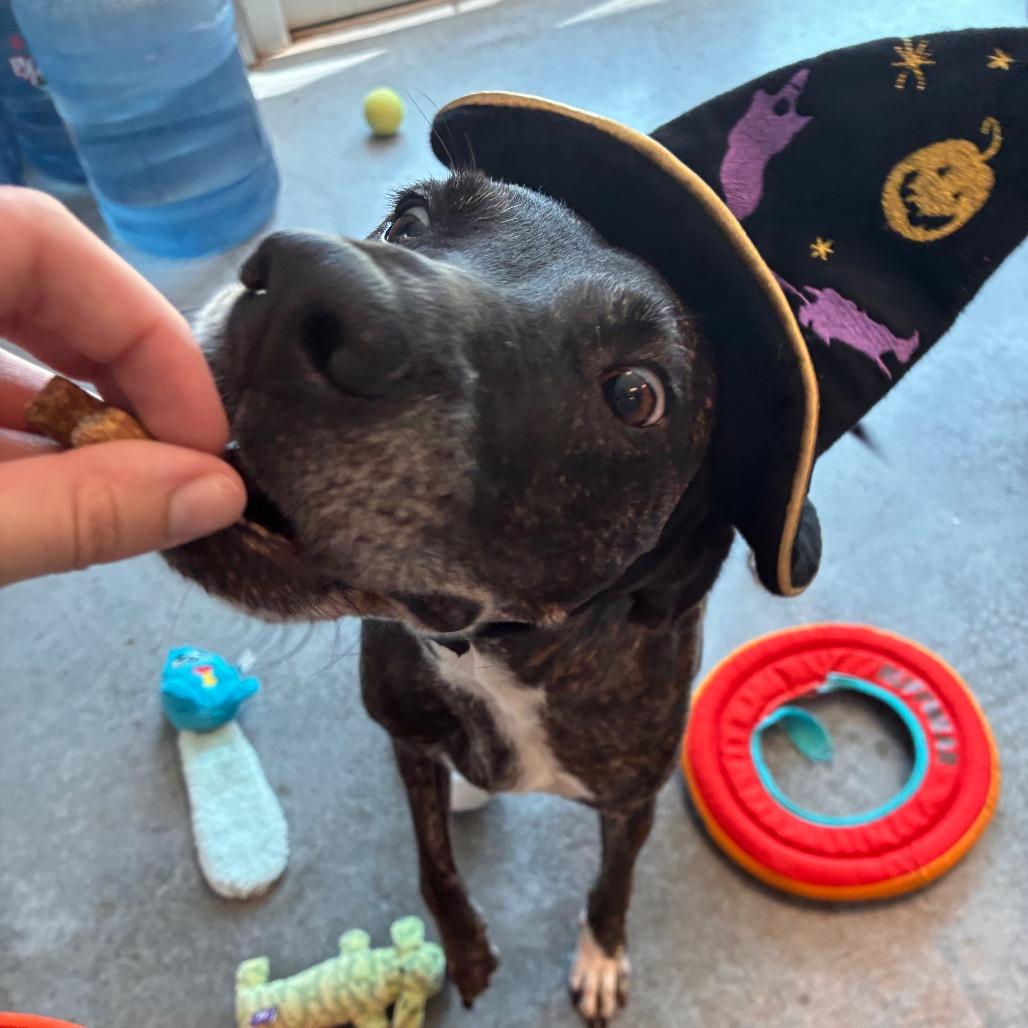 Bridget, Adoptable, Adult Female Hound.