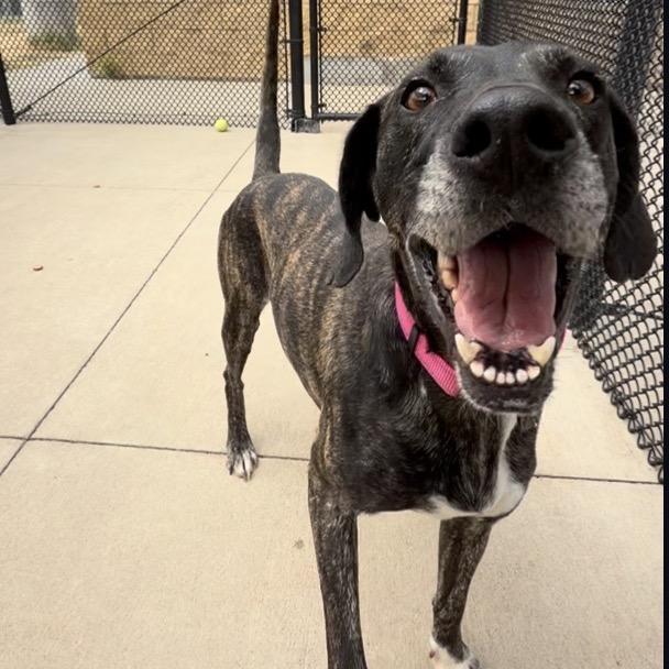 Enlarge Bridget, a Adoptable Hound in Norman, OK image 2/5