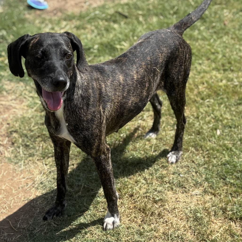 Enlarge Bridget, a Adoptable Hound in Norman, OK image 4/5