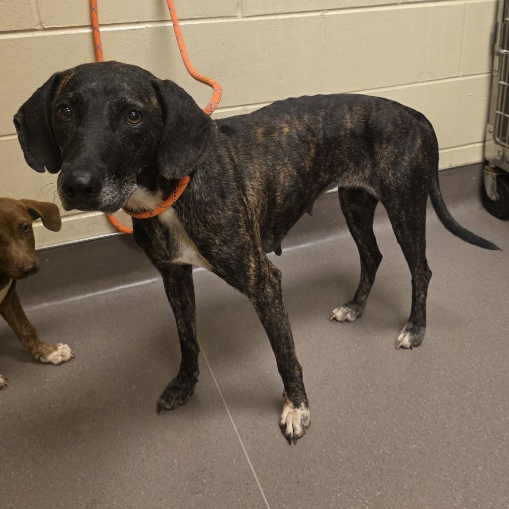 Enlarge Bridget, a Adoptable Hound in Norman, OK image 5/5