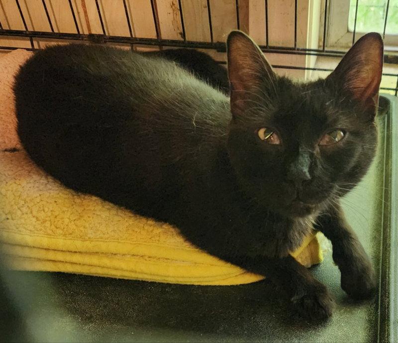 Enlarge Asiza (Gianna), a Adopted Domestic Short Hair in Pineville, LA image 1/3