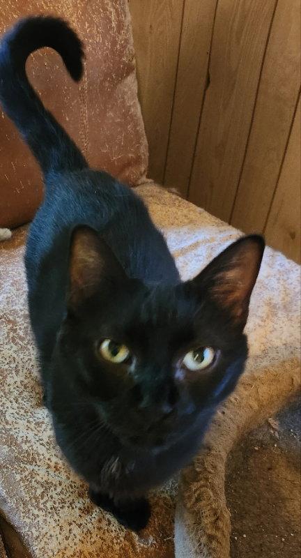 Enlarge Asiza (Gianna), a Adopted Domestic Short Hair in Pineville, LA image 2/3