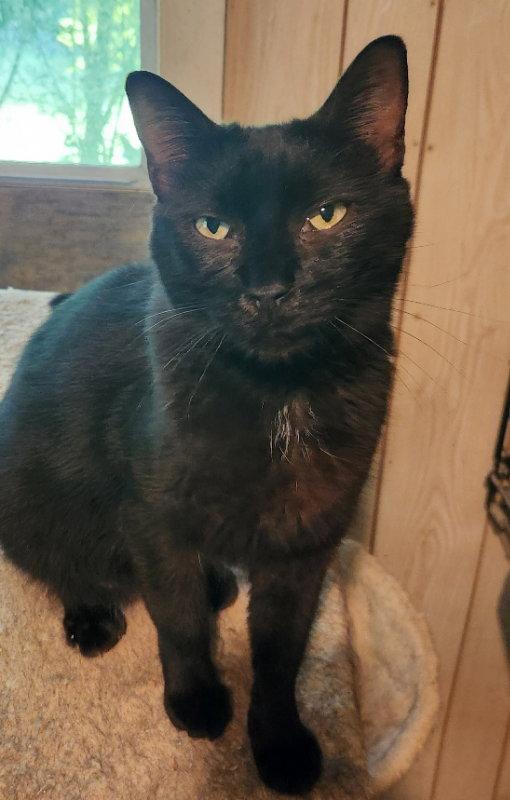 Enlarge Asiza (Gianna), a Adopted Domestic Short Hair in Pineville, LA image 3/3