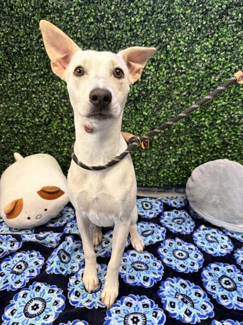BABY GIRL, Adoptable, Young Female Labrador Retriever & Mixed Breed.