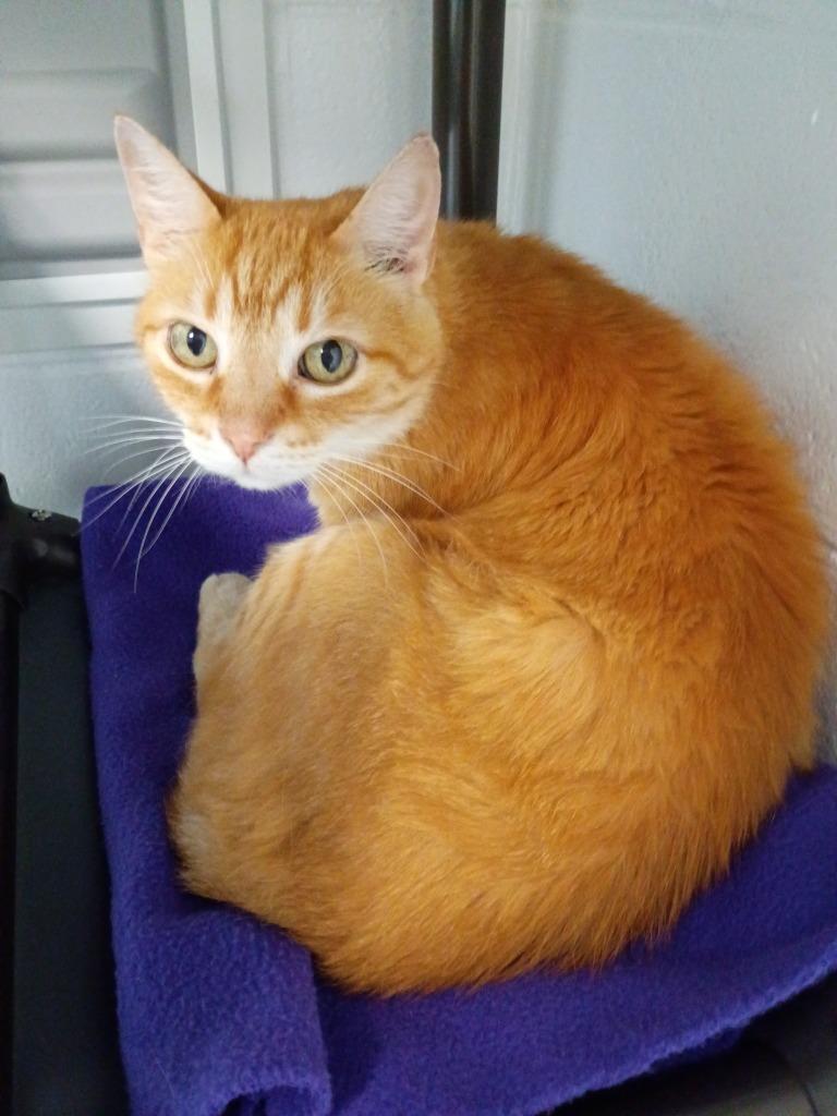 Alexander Hamilton, Adoptable, Adult Male Domestic Short Hair.