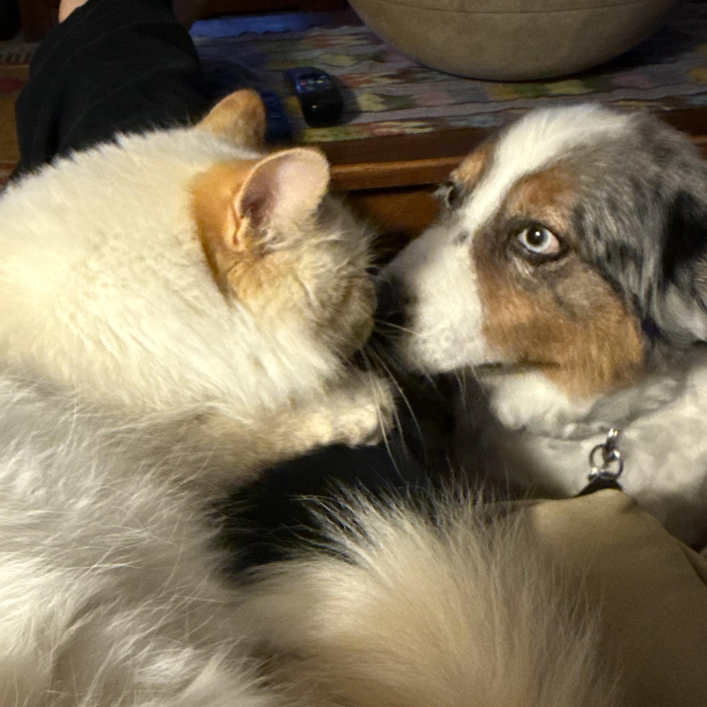Enlarge Paisley, a ADOPTABLE Australian Shepherd in Sheridan, WY image 1/5