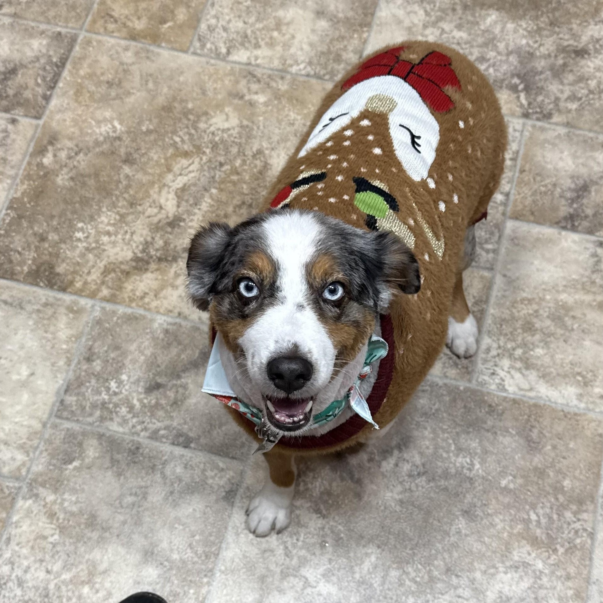 Enlarge Paisley, a ADOPTABLE Australian Shepherd in Sheridan, WY image 2/5