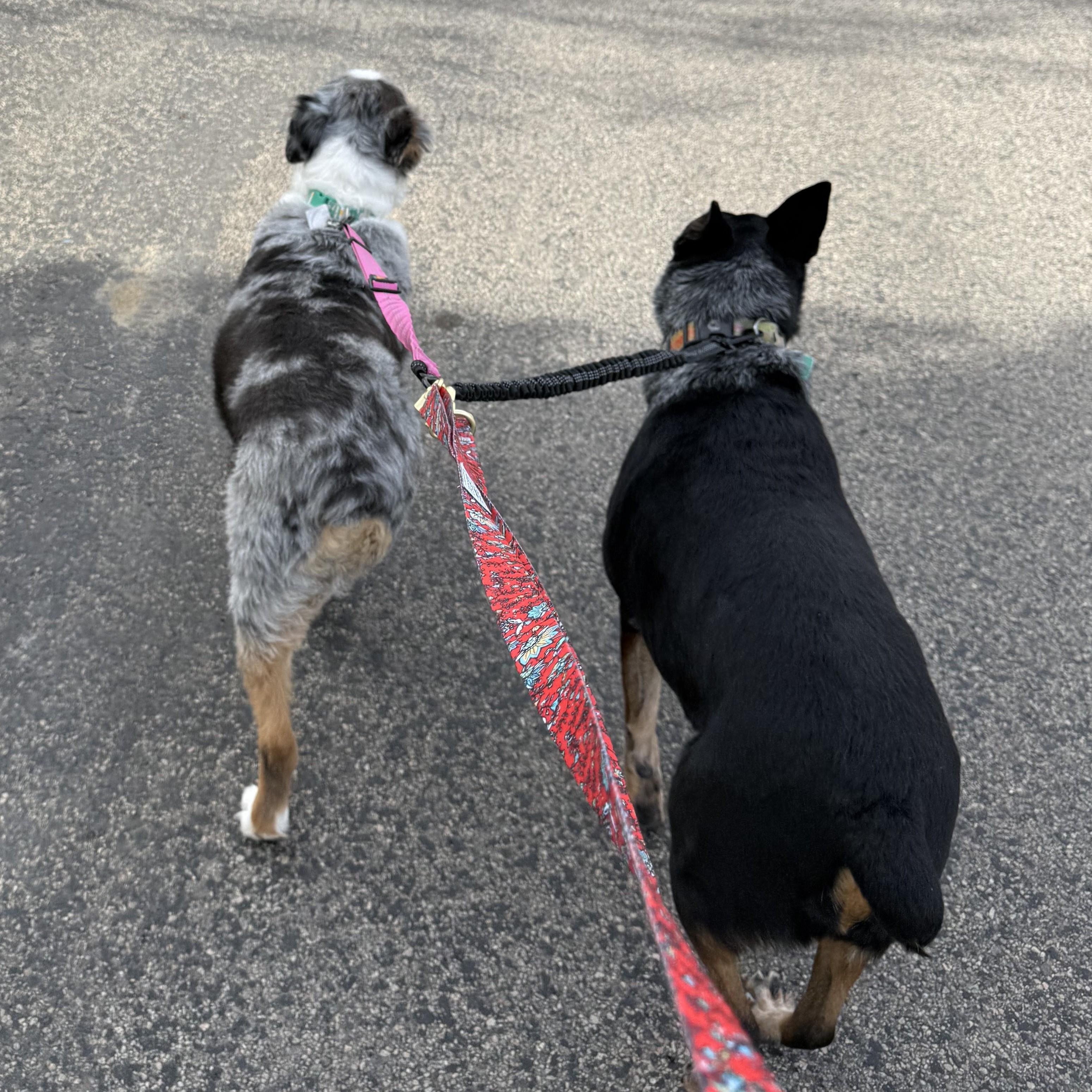 Enlarge Paisley, a ADOPTABLE Australian Shepherd in Sheridan, WY image 5/5