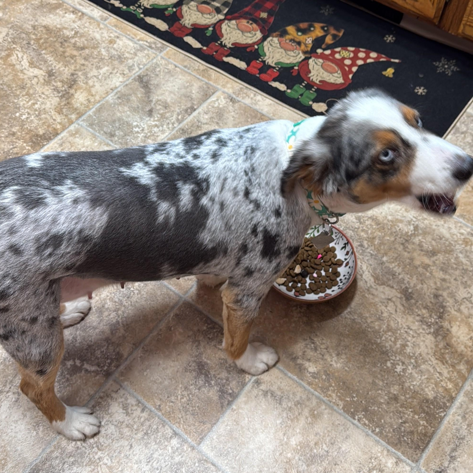 Enlarge Paisley, a ADOPTABLE Australian Shepherd in Sheridan, WY image 3/5