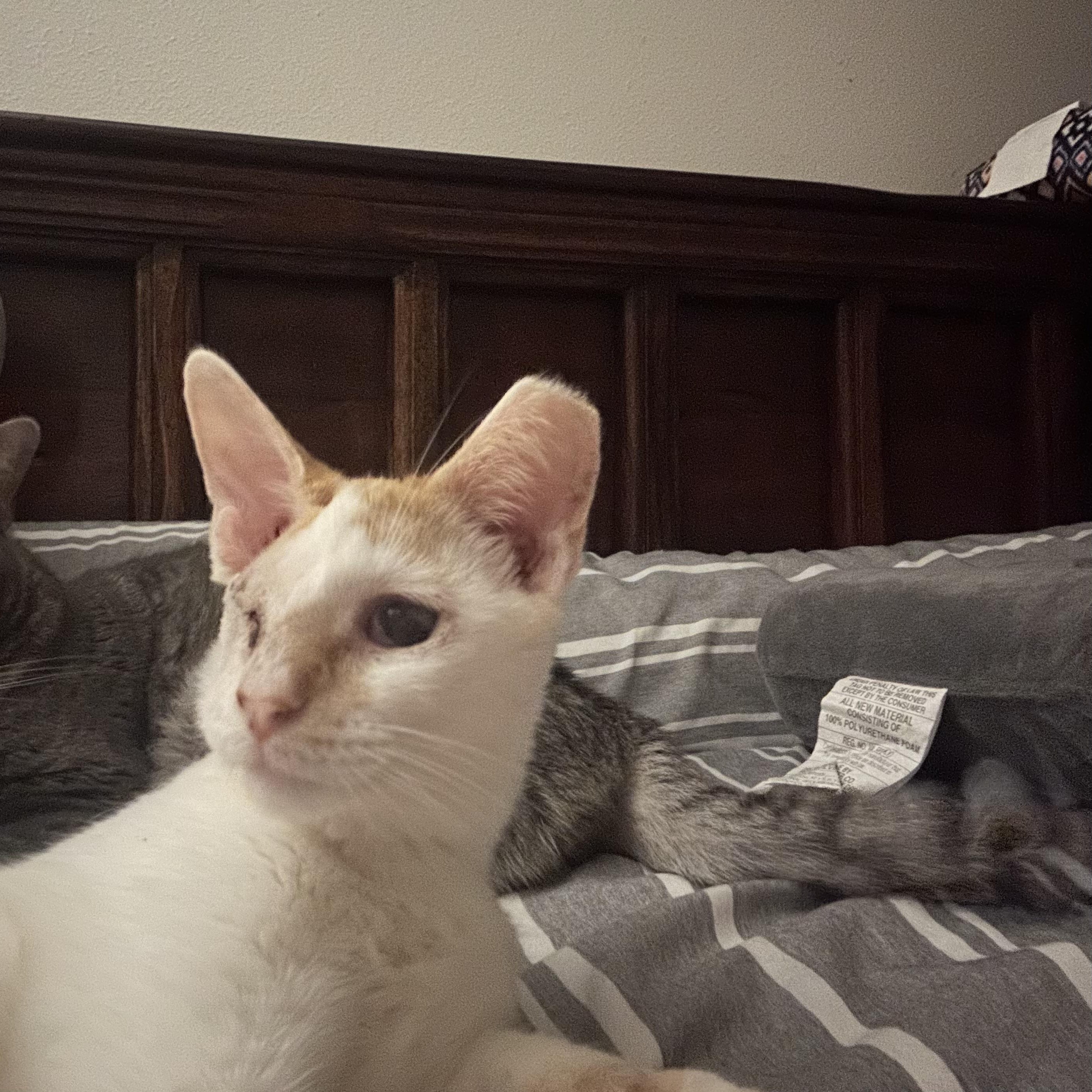 Doc, ADOPTABLE, Young Male Domestic Short Hair.