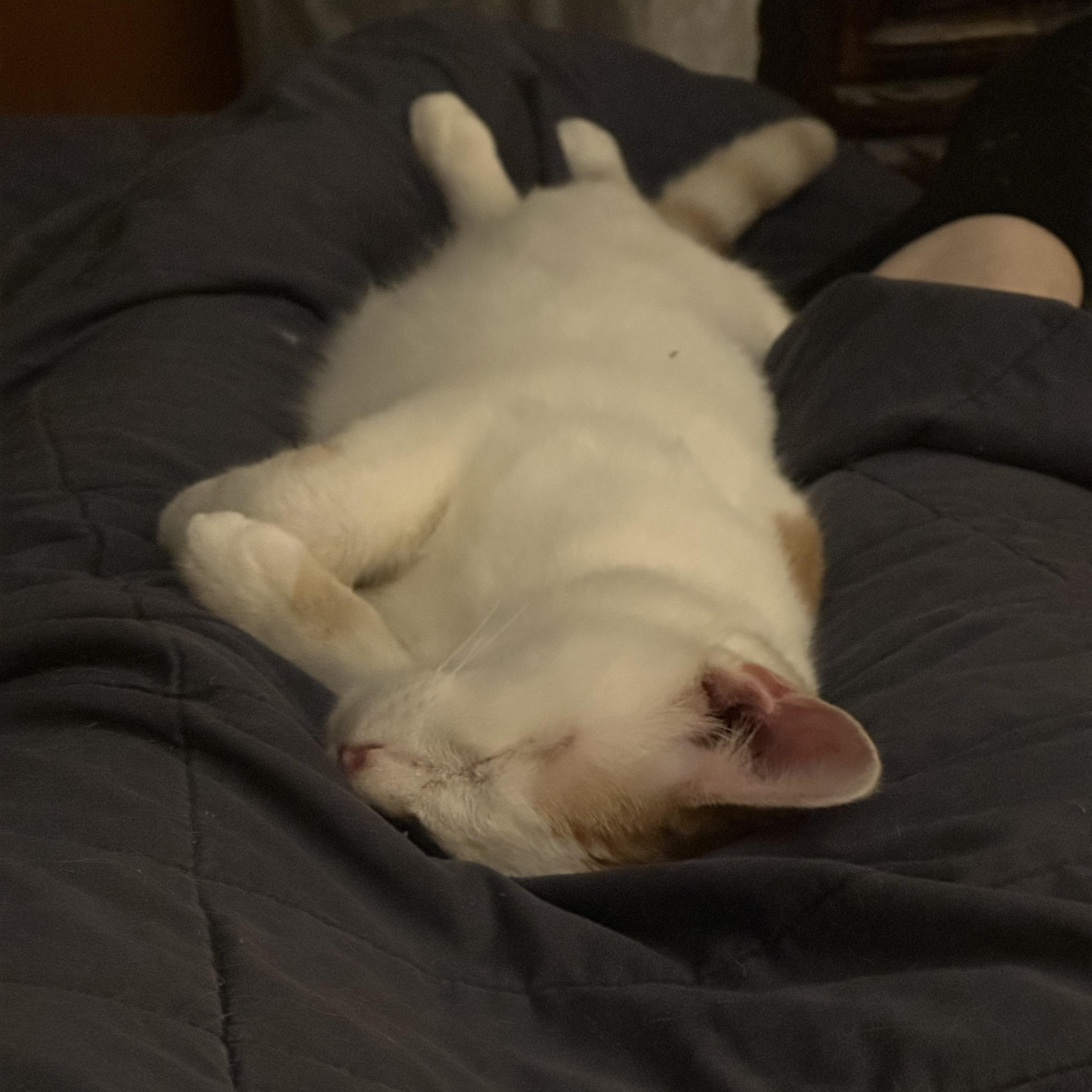 Enlarge Doc, a ADOPTABLE Domestic Short Hair in Corpus Christi, TX image 2/2